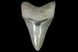 Serrated, Fossil Megalodon Tooth - Beautiful Enamel #81679-1